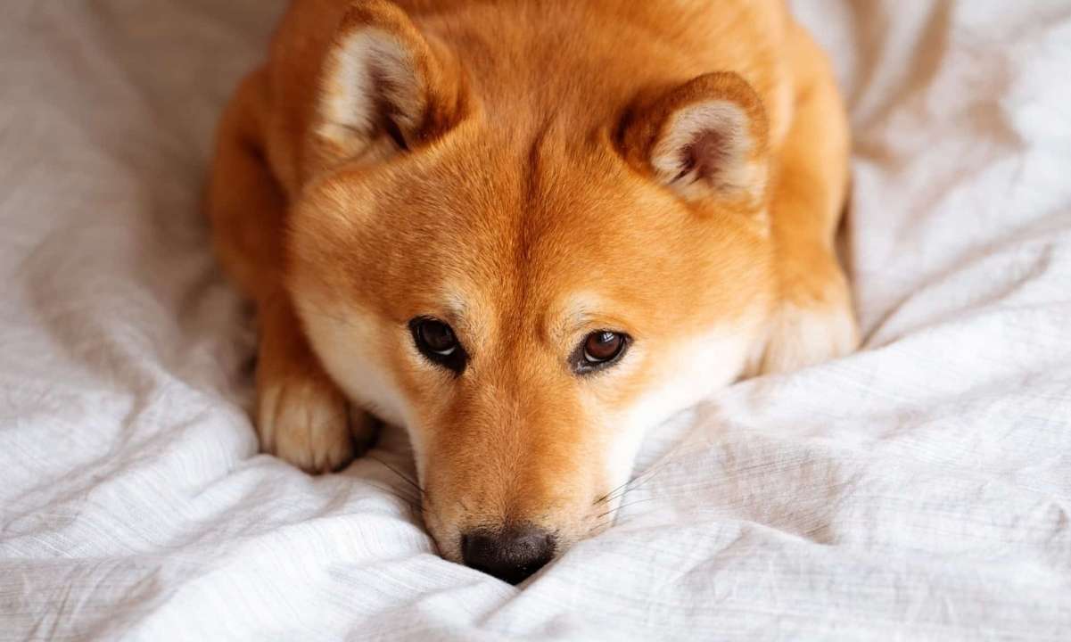 Shiba Inu, Dogecoin Retrace by Double Digits as Rally Cools Off, Liquidations Up to $900M